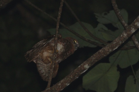 Christmas Island Hawk-Owl (Ninox natalis)